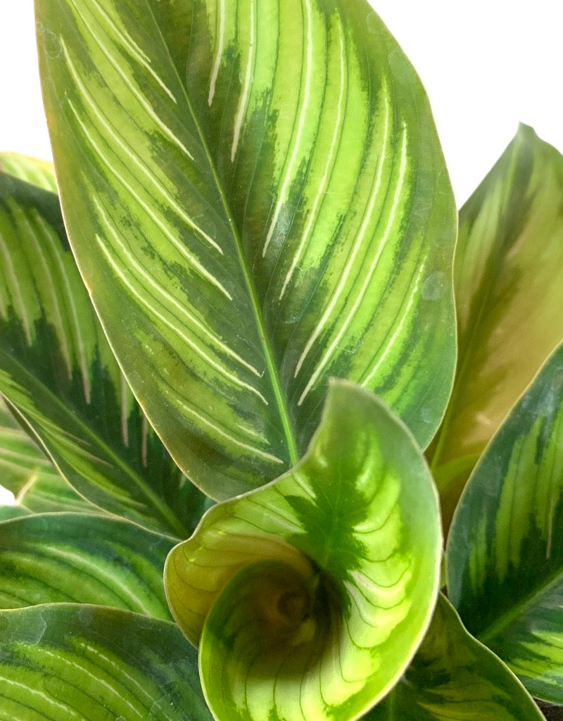 Calathea ornata 'Beauty Star' 6 Inch