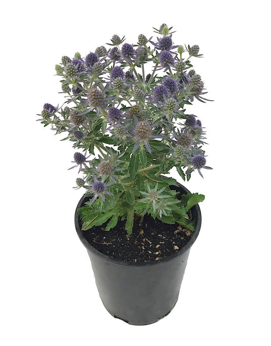 Eryngium 'Blue Hobbit' 1 Gallon