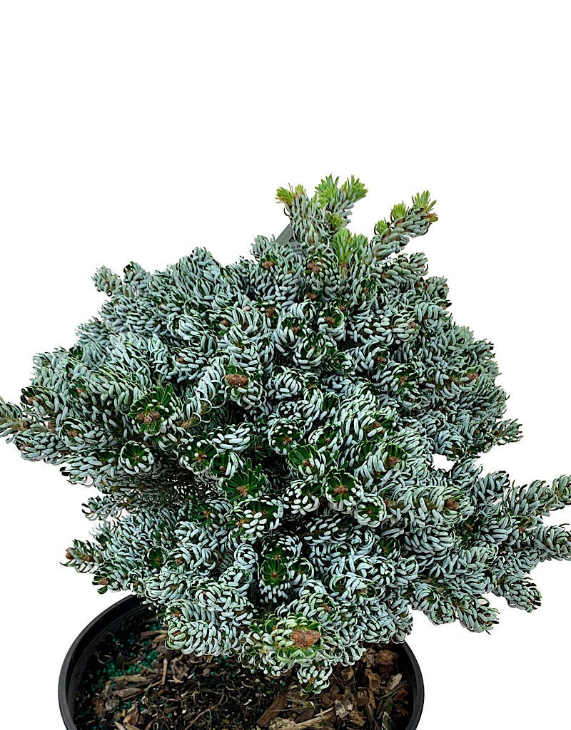 Abies koreana 'Ice Breaker'  3 Gallon