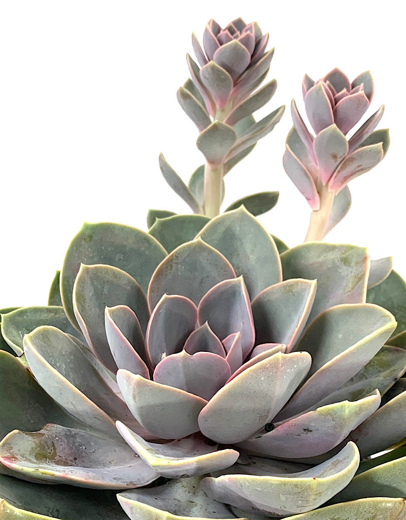 Echeveria 'Perle von Nurnberg' 1 Gallon