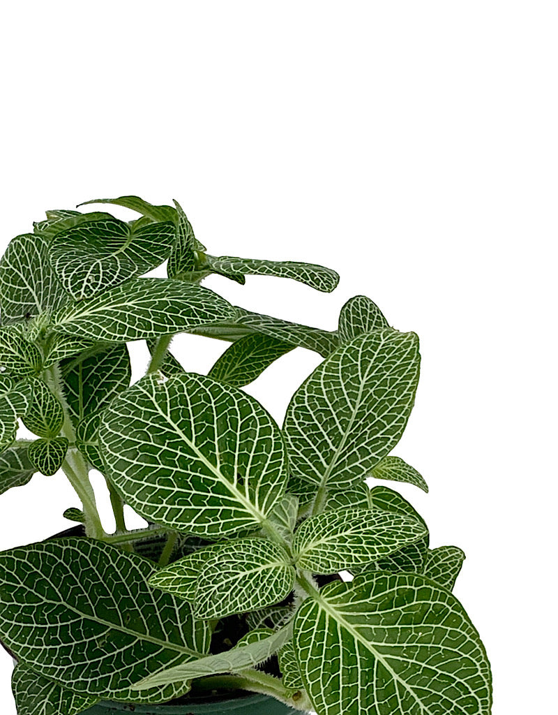 Fittonia albivenis 'White Mini'  4 inch