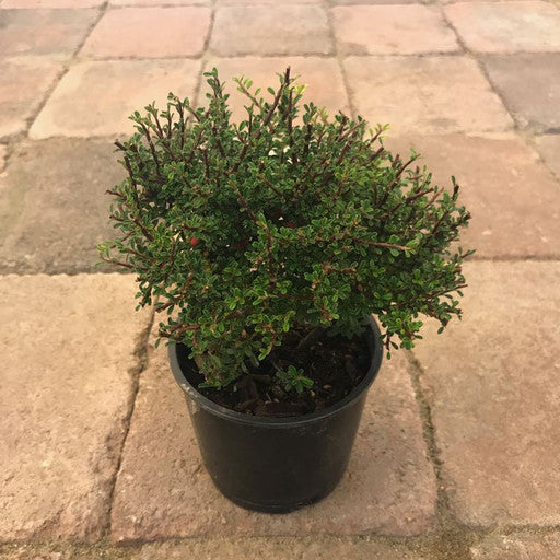 Cotoneaster m. 'Thymifolius'- 4 inch