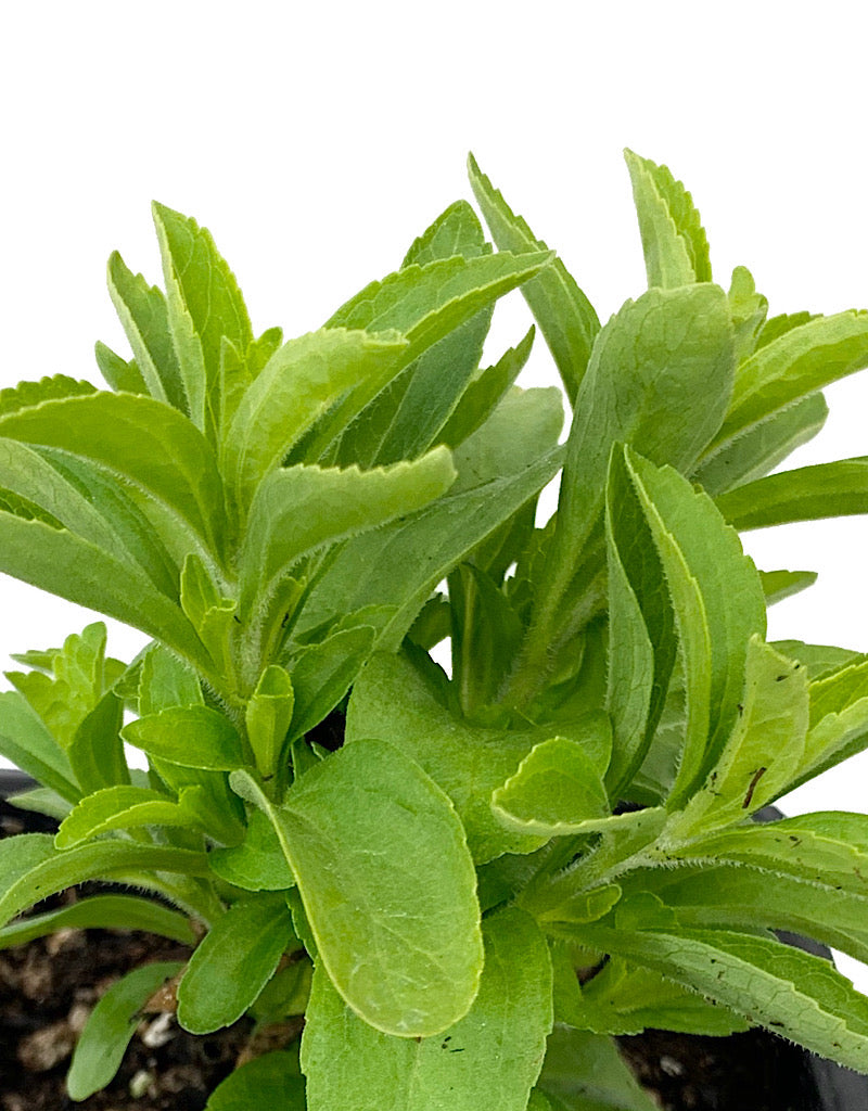 Stevia 4 Inch