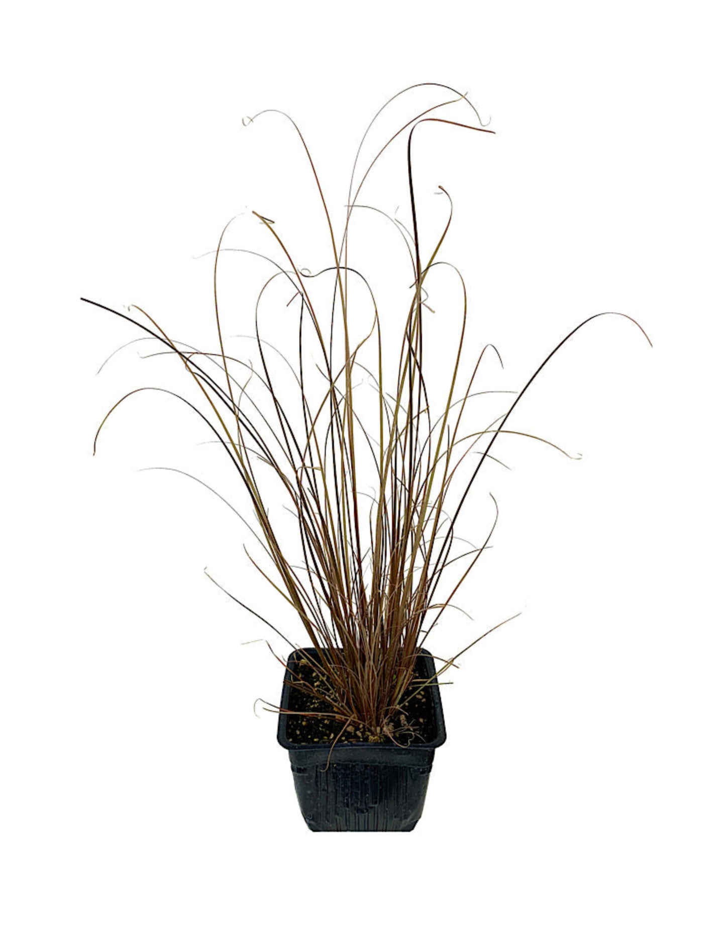 Carex 'Red Rooster'