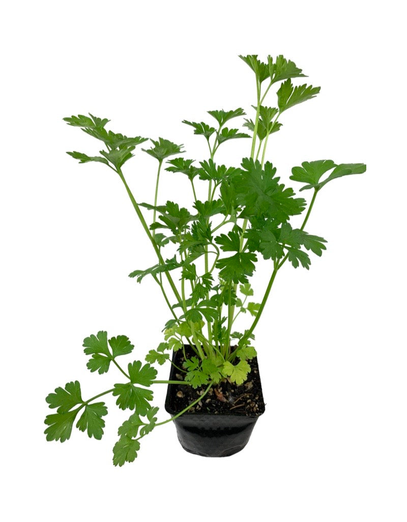 Parsley 'Italian Dark Green' 4 Inch