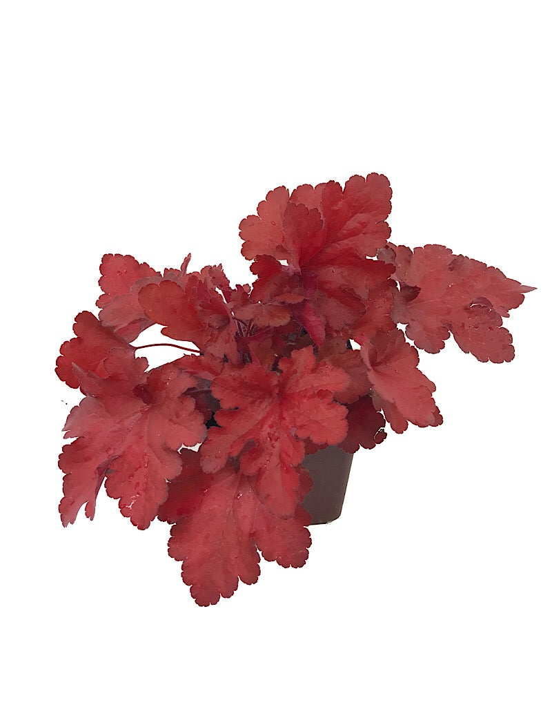 Heuchera 'Forever Red'