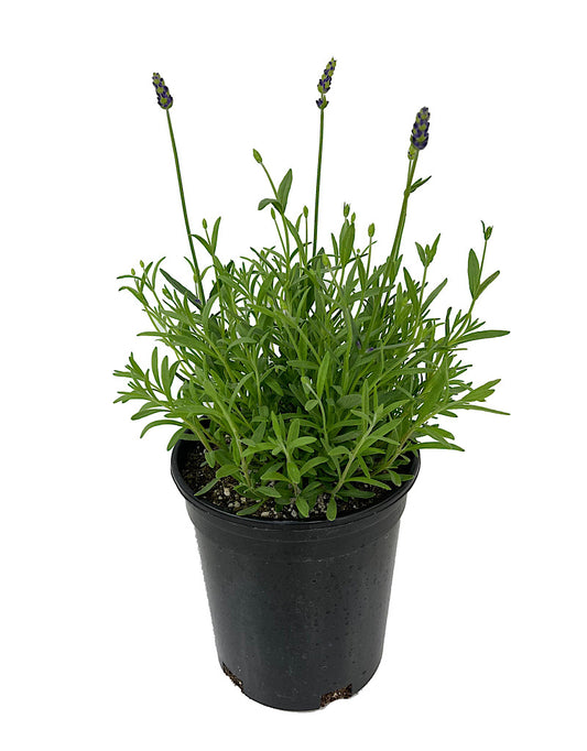 Lavandula 'Avignon Early Blue' 1 Gallon