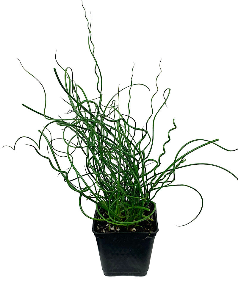 Juncus Effusus 'Twister' 4 inch