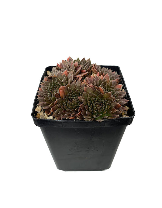 Sempervivum 'Bronze Pastel' 4 Inch