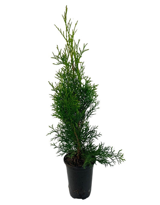 Thuja occidentalis 'Smaragd'