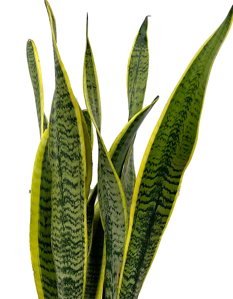 Sansevieria trifasciata 'Laurentii' 6 Inch