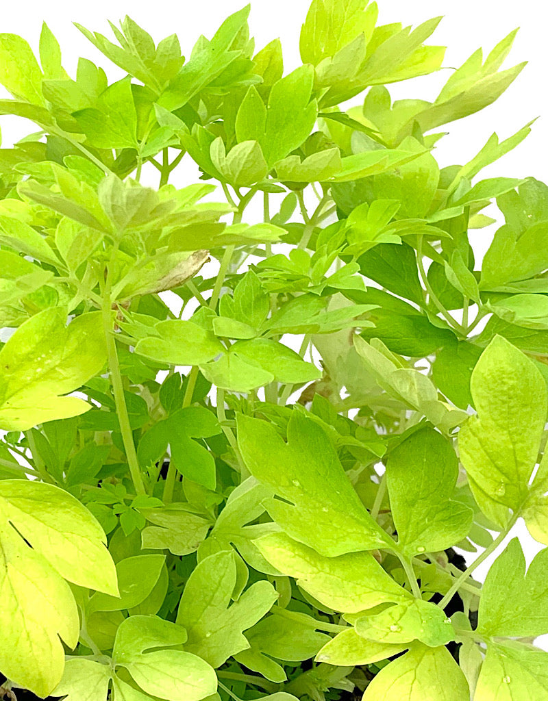 Dicentra spectabilis 'White Gold' 1 Gallon