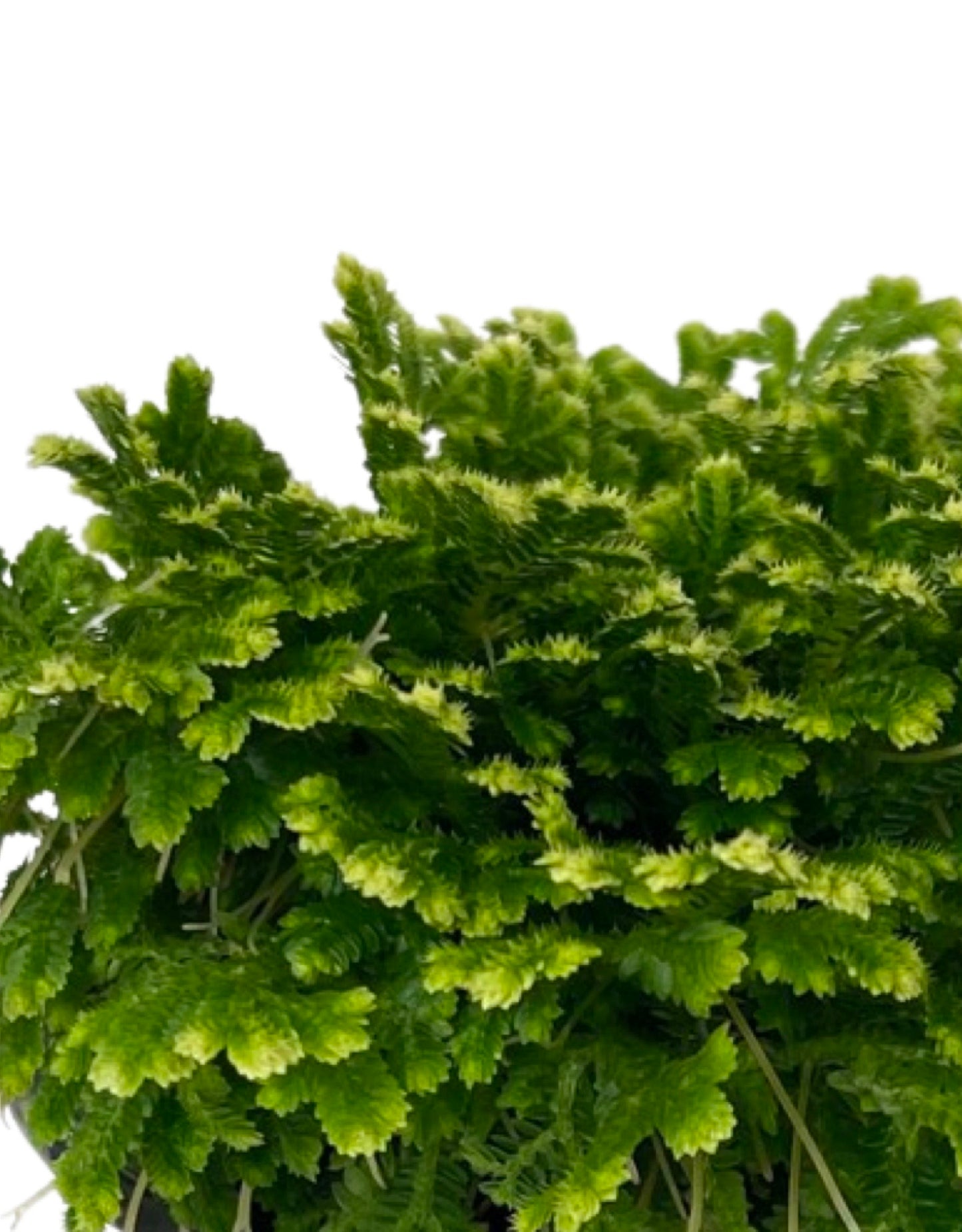 Selaginella tamariscina 4 Inch