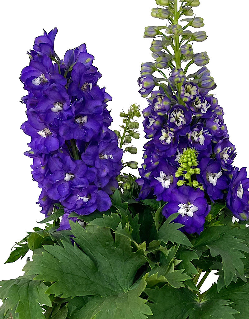 Delphinium 'Aurora Purple' 2 Gallon