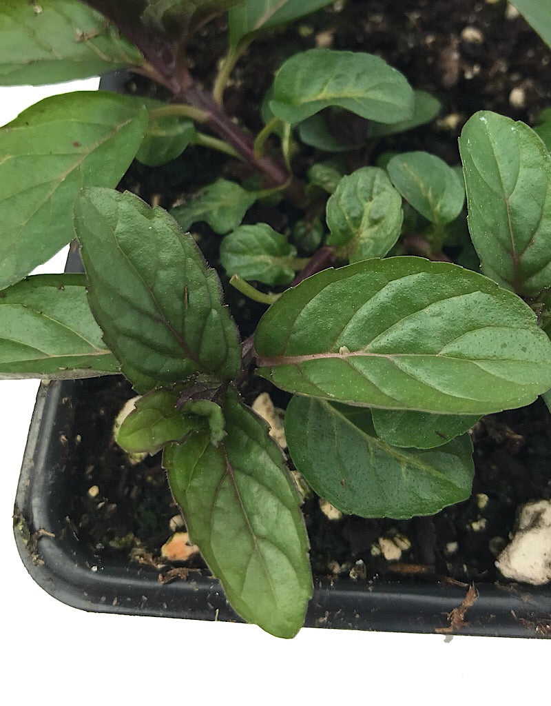 Mint 'Peppermint'  4 Inch