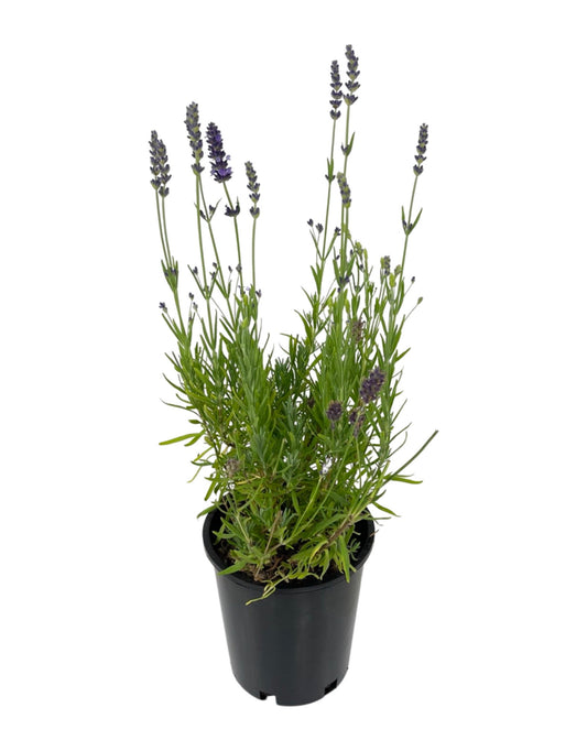 Lavandula angustifolia 'Blue Spear' 1 Gallon