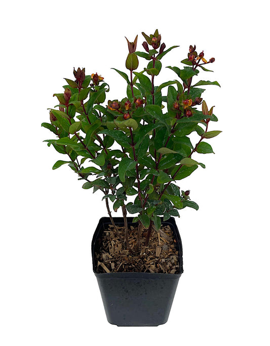 Hypericum 'Magical Universe' 1 Gallon