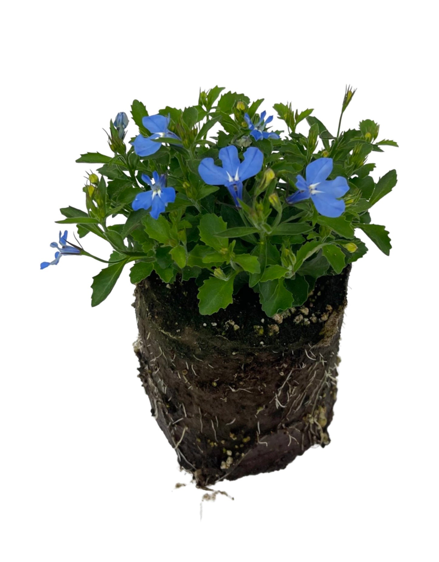 Lobelia 'Laguna Sky Blue'  4 Inch