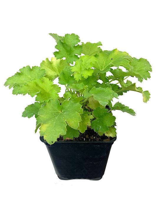 Heuchera 'Lime Rickey' 4 Inch