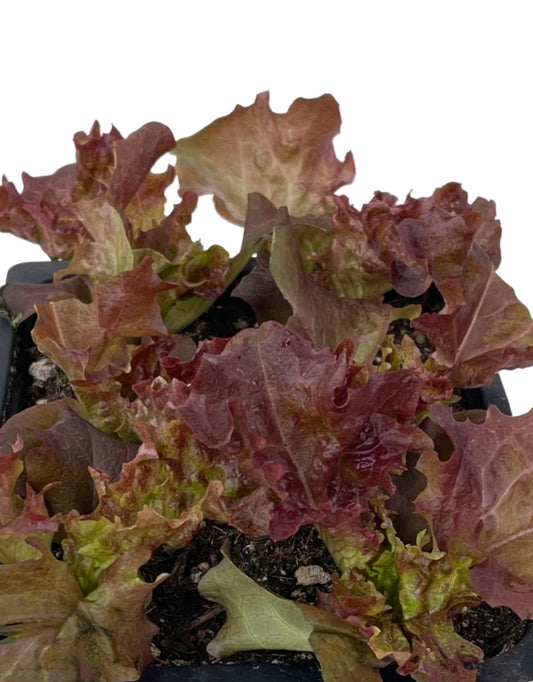 Lettuce 'Lollo Rossa' Jumbo Traypack