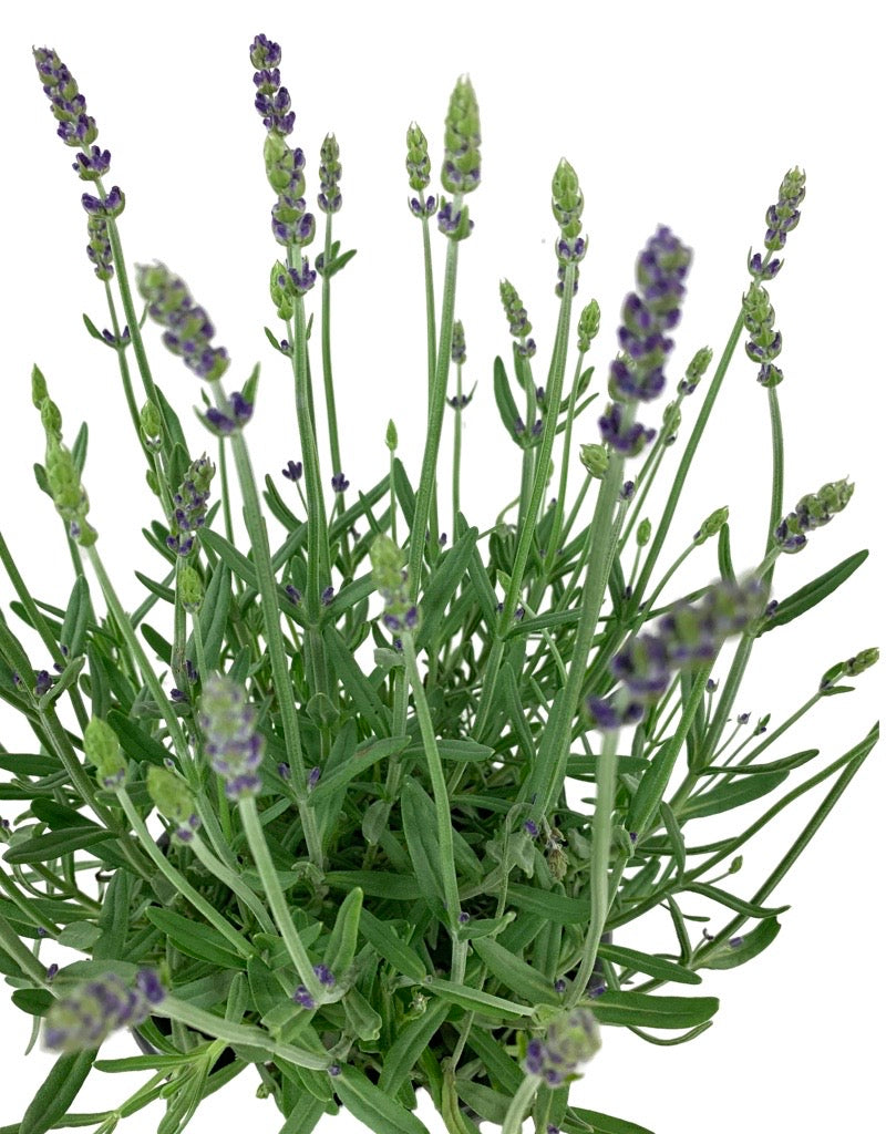 Lavandula 'Aromatico Blue Improved'