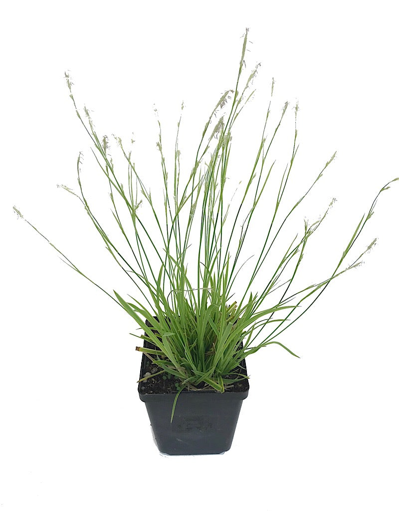 Carex 'Kaga Nishiki'- 4 inch