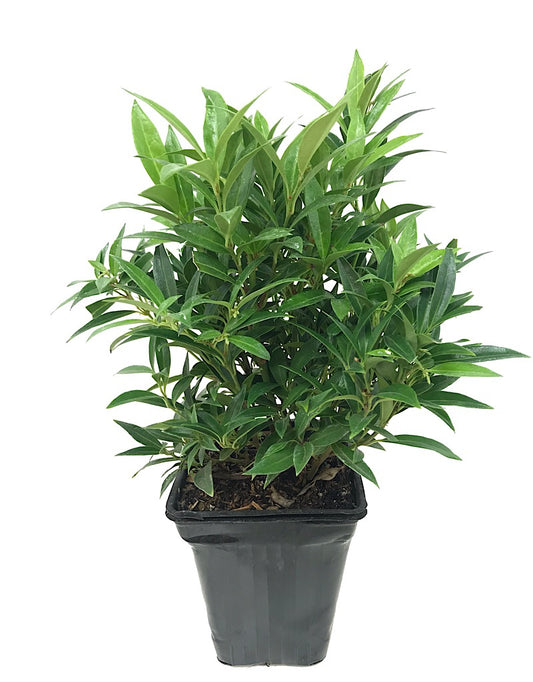 Sarcococca humilis 'Fragrant Valley'- 1 gal