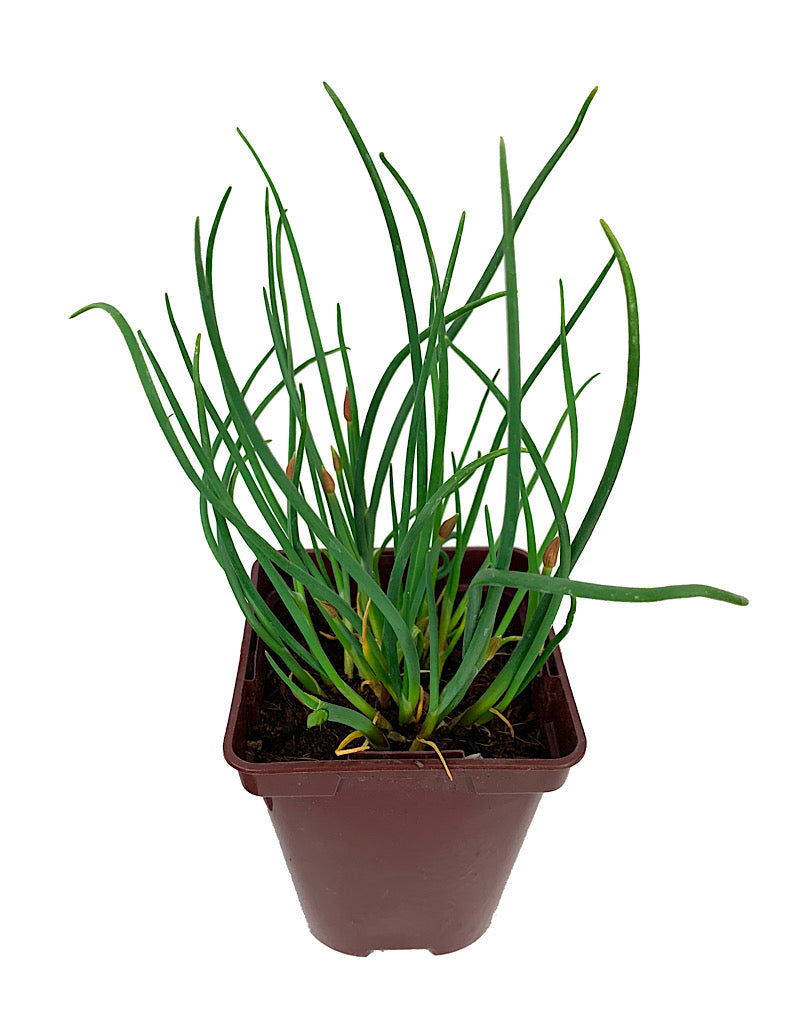 Chives 'Rising Star'  4 inch