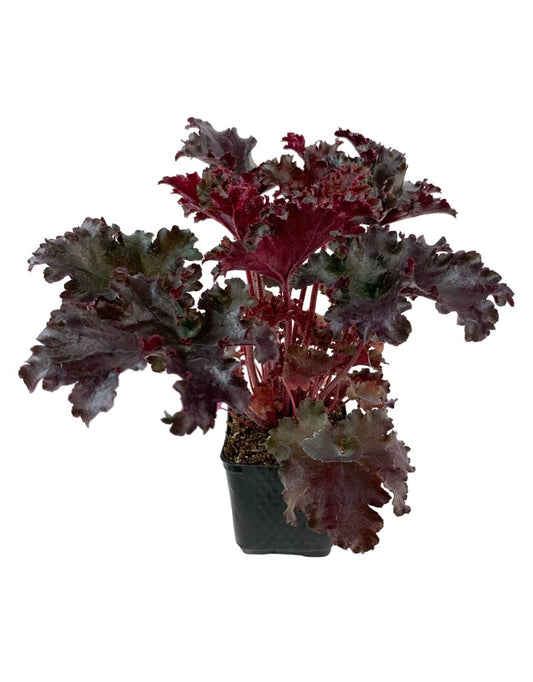 Heuchera 'Black Taffeta'