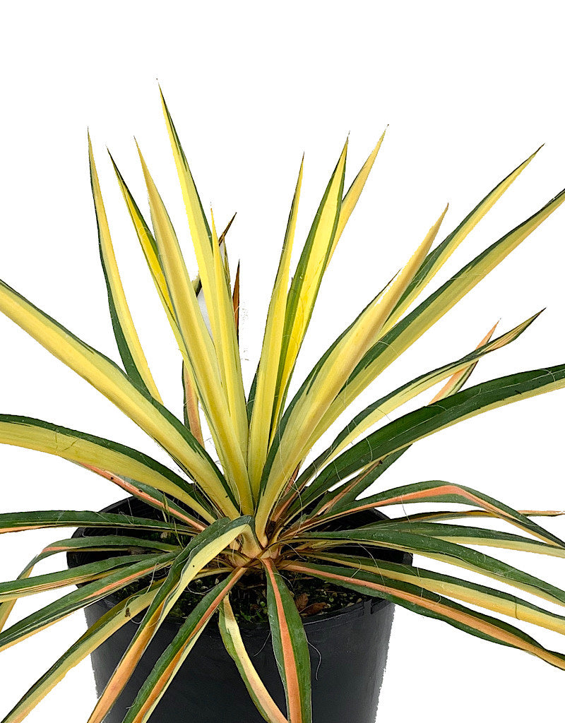 Yucca 'Golden Sword'