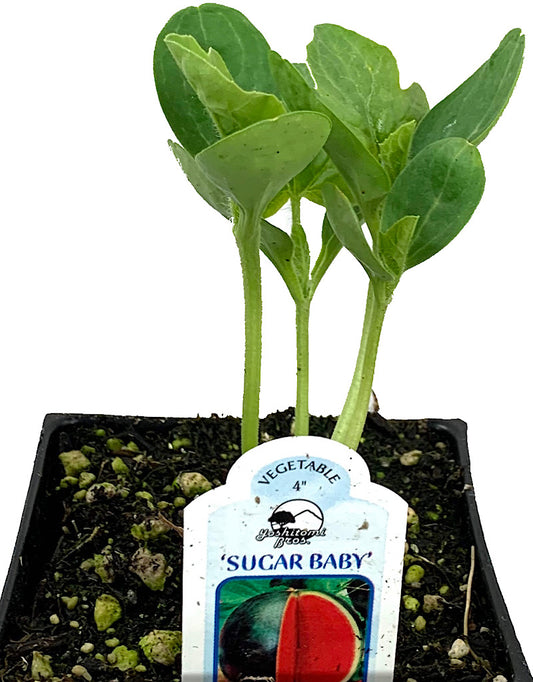 Watermelon 'Sugar Baby'  4 Inch