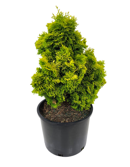 Chamaecyparis obtusa 'Nana Lutea' 3 Gallon