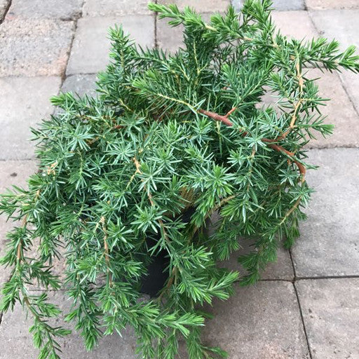 Juniperus conferta 'Blue Pacific' 1 gal