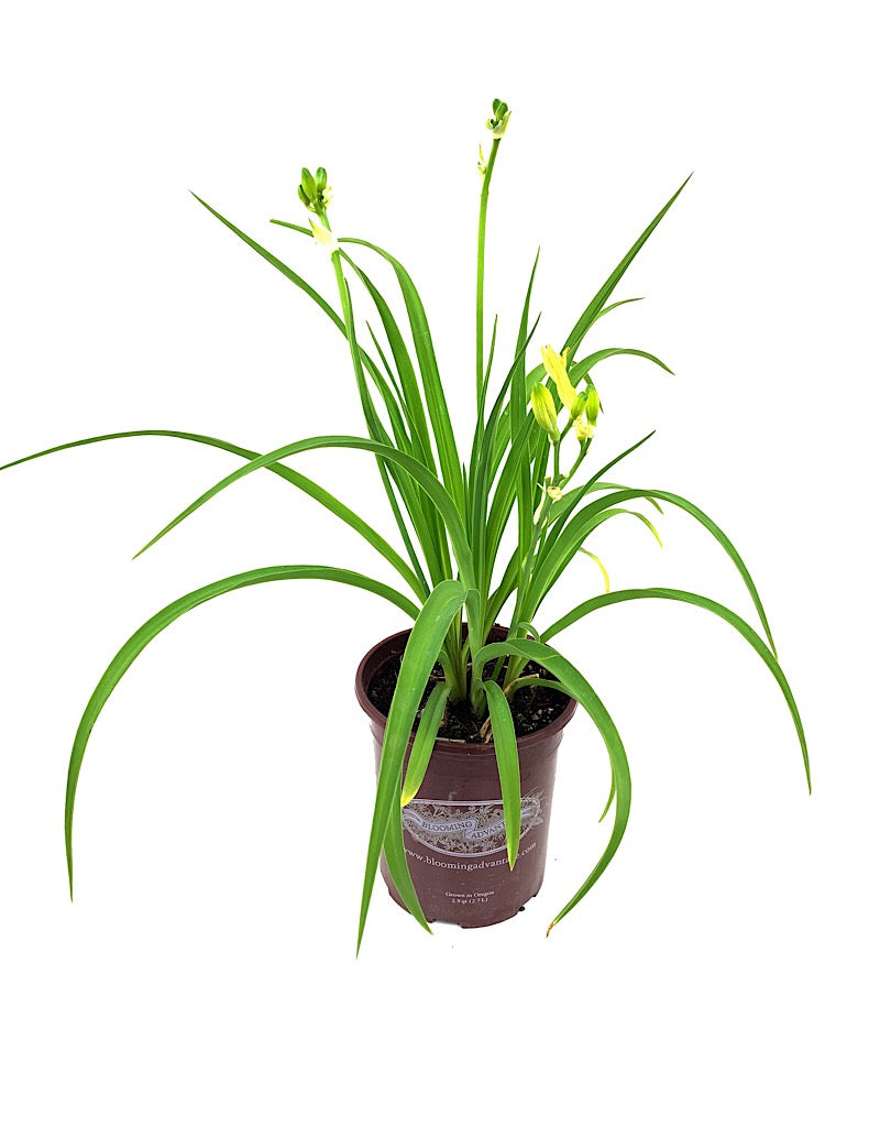 Hemerocallis 'Happy Returns' 1 Gallon