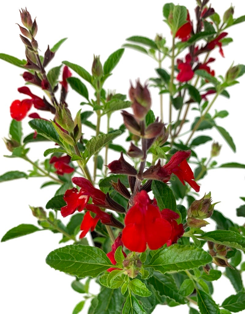 Salvia greggii 'Radio Red'