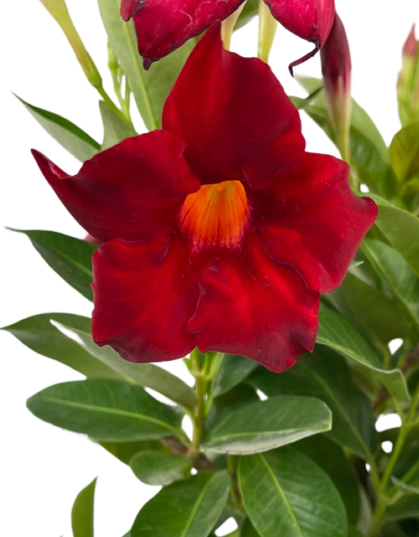 Mandevilla 'Sunvilla Giant Red' 1 Gallon