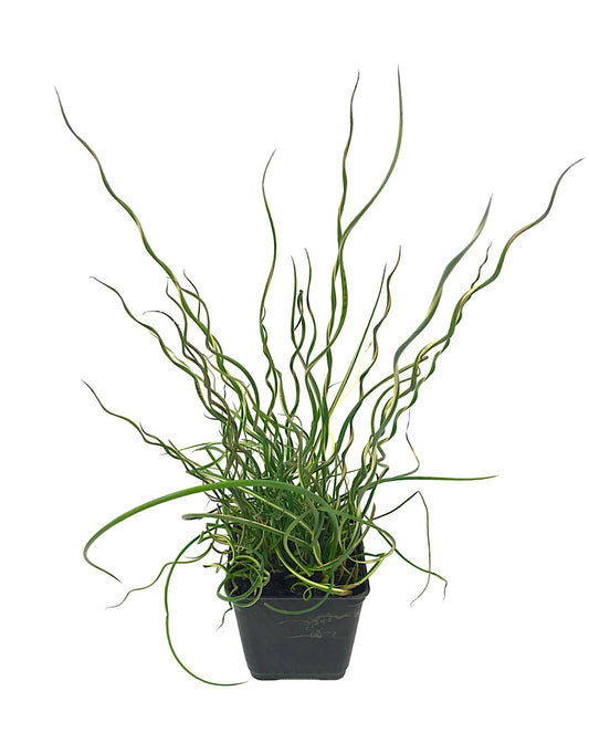 Juncus Effusus 'Lemon Swirl'  4 inch