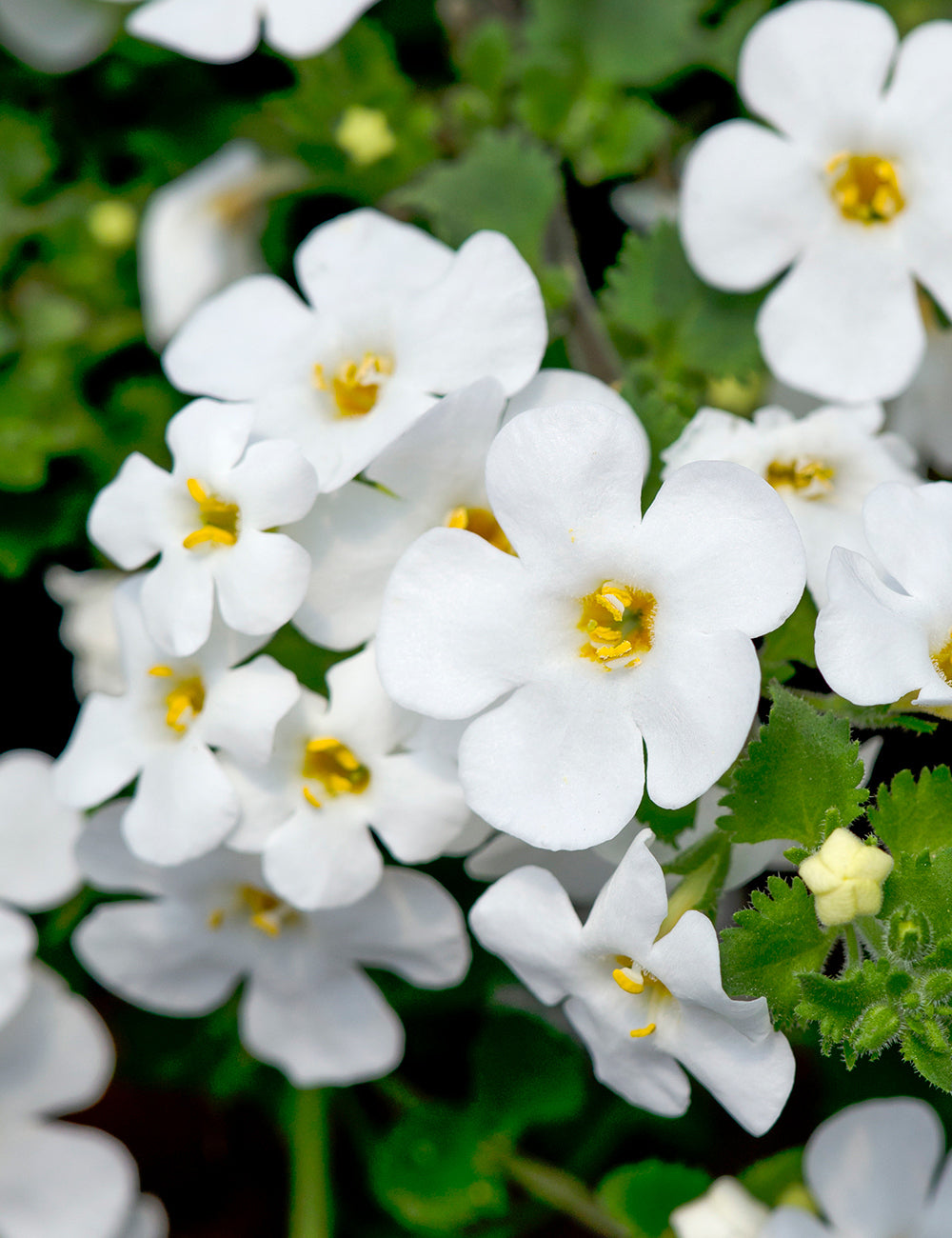 Bacopa  €˜MegaCopa White  4 Inch