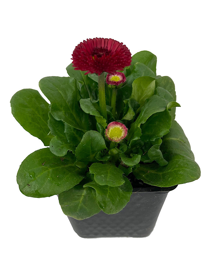 Bellis p. 'Tasso Red' 4 inch