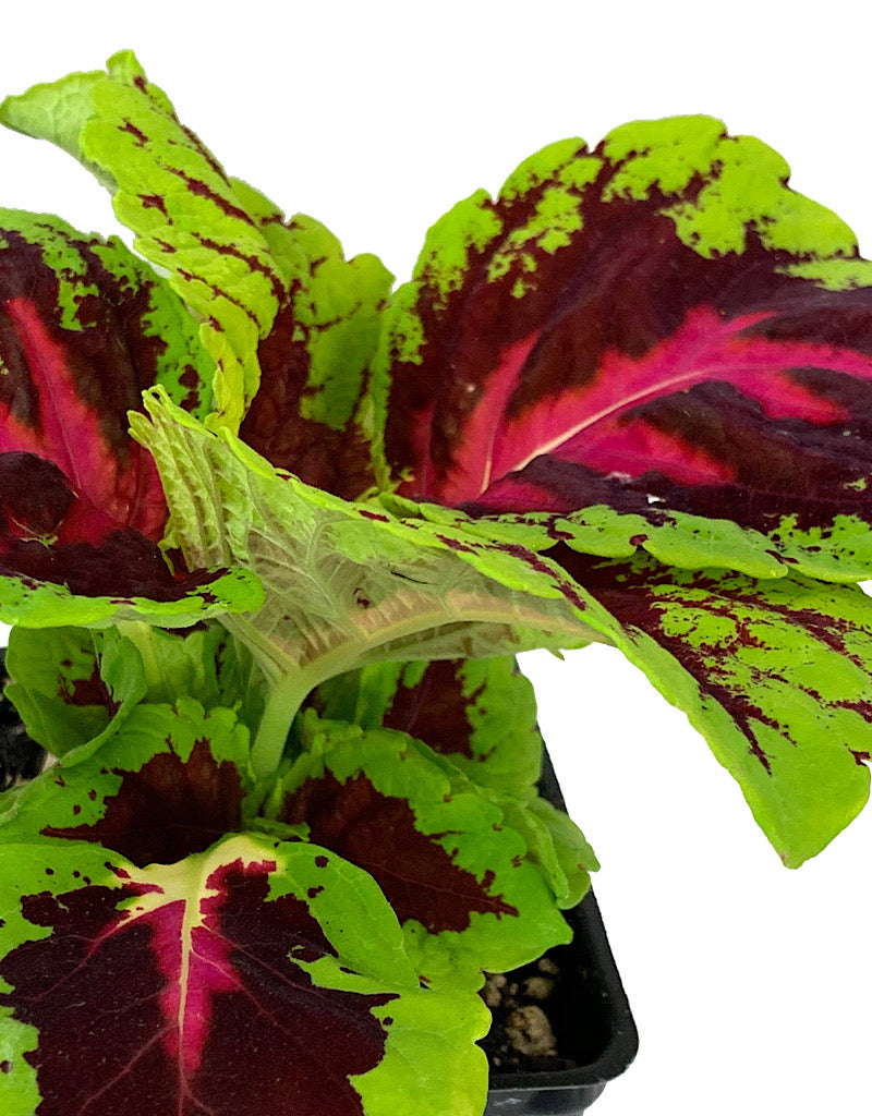 Coleus 'Kong Rose' 4 Inch