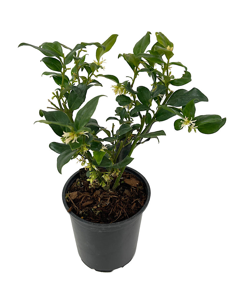 Sarcococca ruscifolia Quart