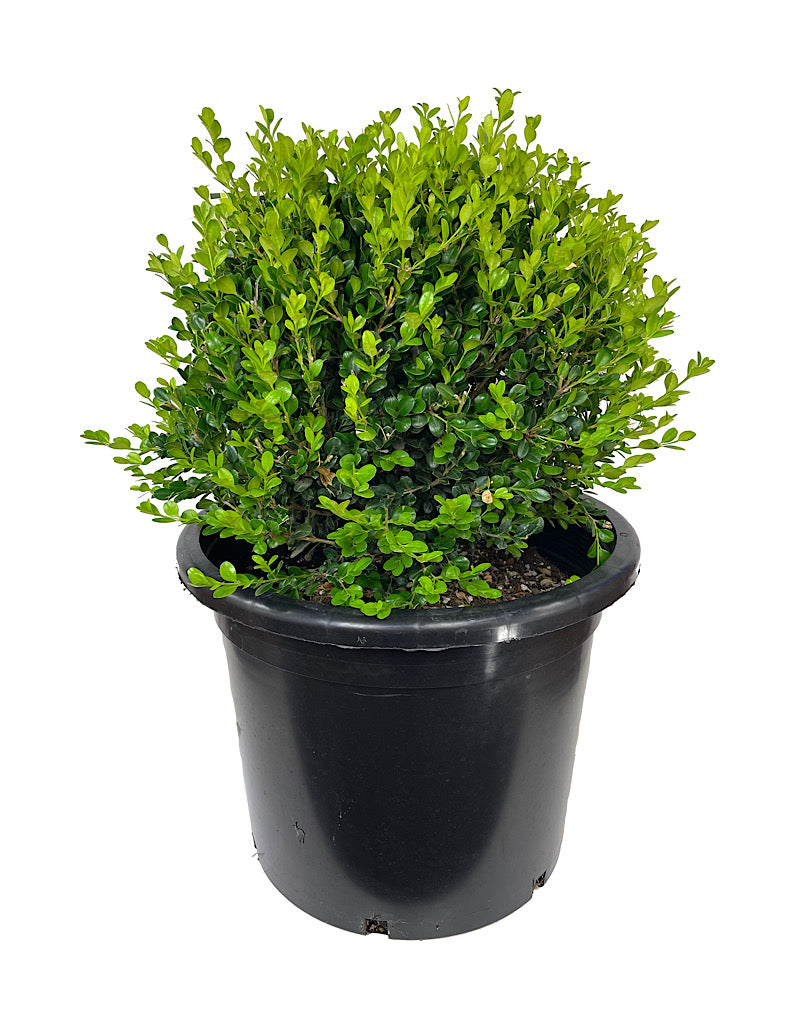 Buxus 'Winter Gem' Globe 5 Gallon