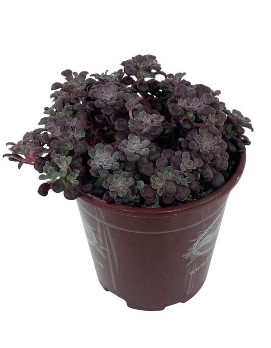 Sedum spathulifolium 'Purpureum' Quart