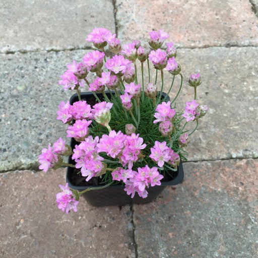 Armeria juniperfolia  4 Inch