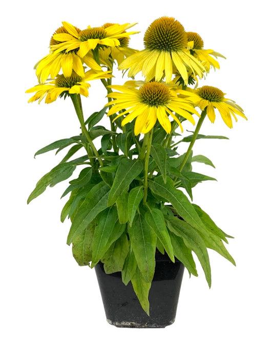 Echinacea 'Sombrero Lemon Yellow' 1 Gallon