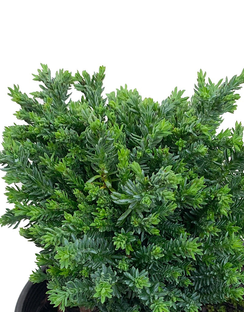 Chamaecyparis lawsoniana 'Rimpelaar'  1 Gal