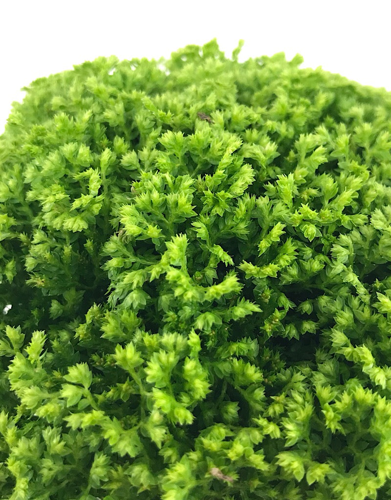 Selaginella krauss 'Brownii'- 4 inch