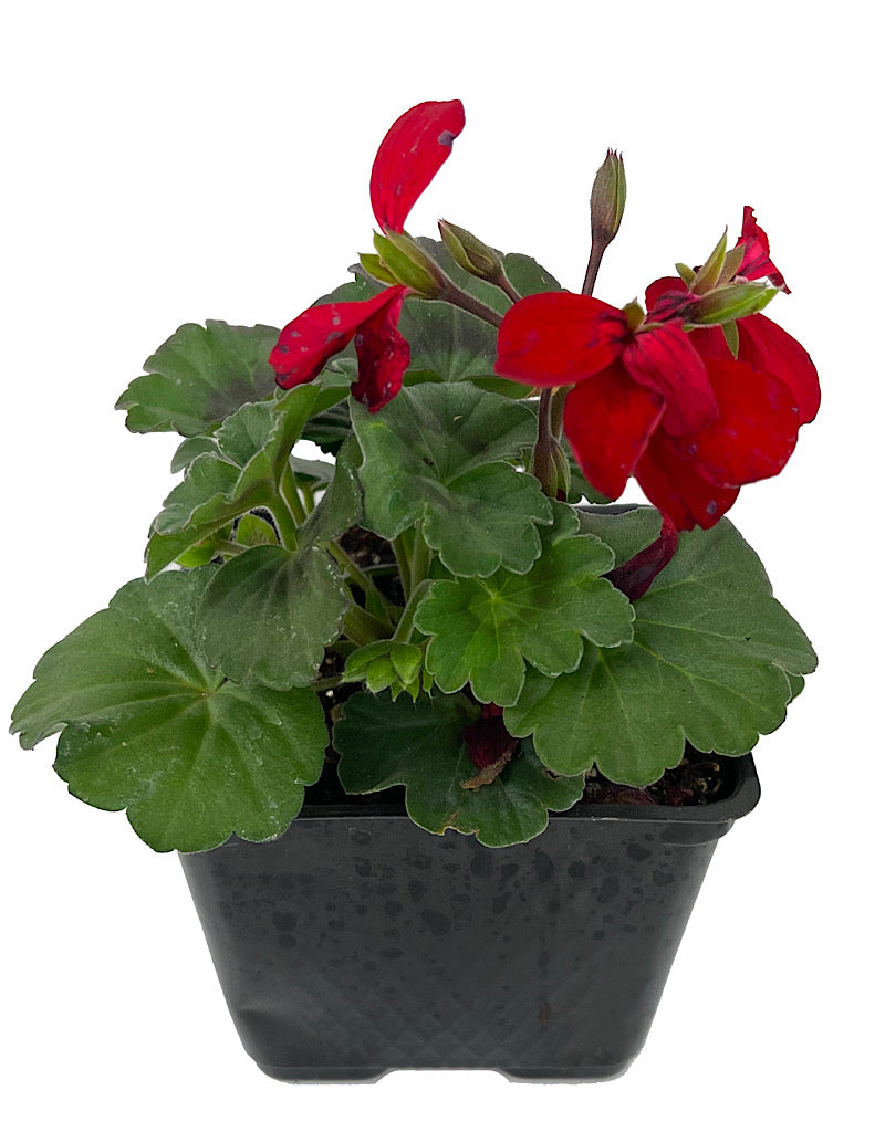 Geranium Zonal 'Caliente Fire' 4 Inch