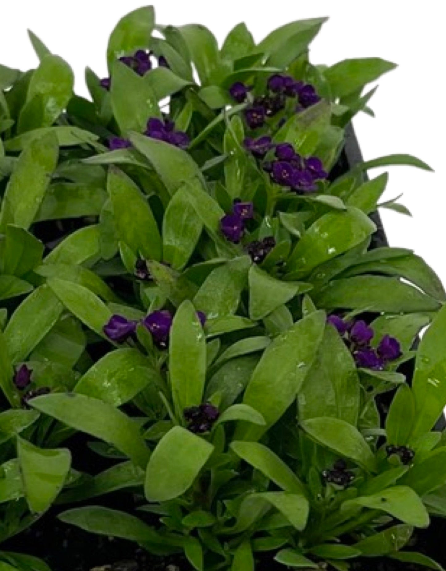 Alyssum 'Easter Bonnet Violet' Jumbo Traypack