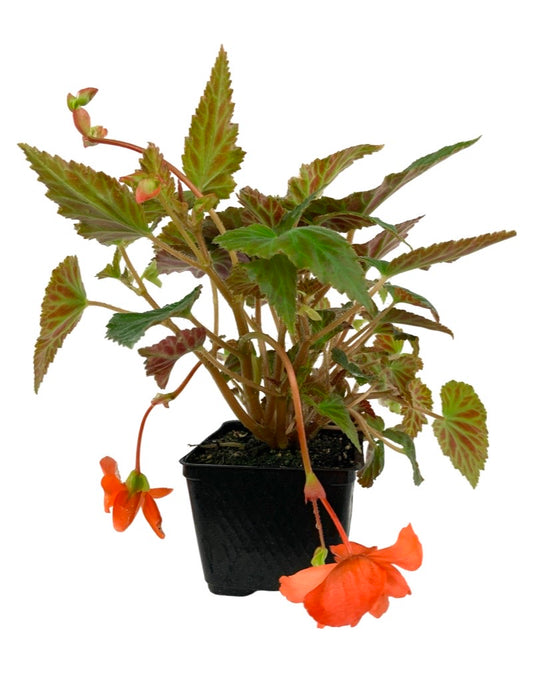 Begonia 'Illumination Orange'  4 inch